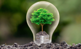 Illustration of light bulb with tree inside